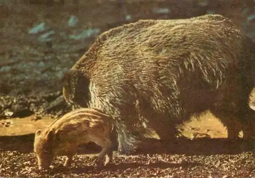 Romania Harghita Complexul Muzeal Judetean female wild boar with baby