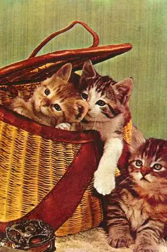 cute little kittens in basket
