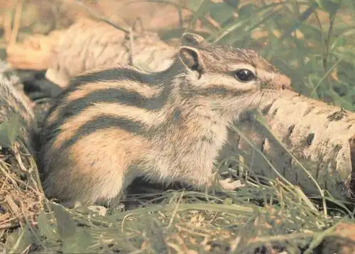 Chipmunk small rodent type