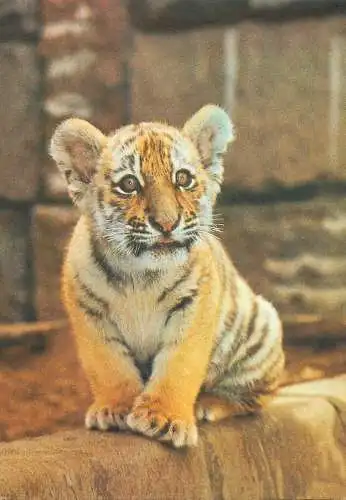 Panthera tigris tiger cub
