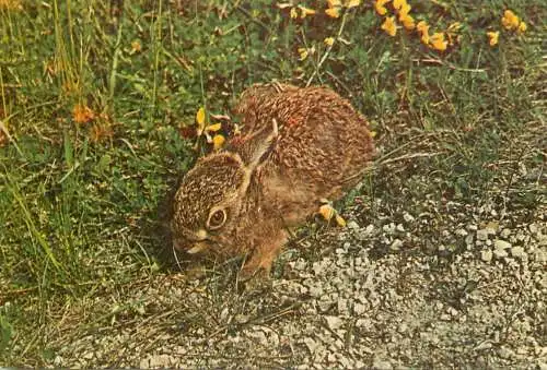 Romania Harghita Complexul Muzeal Judetean Lepus europaeus - iepure de camp