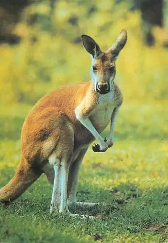 Kangaroo photo
