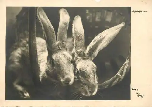 Bunnies Rabbits black & white photo detail view