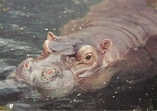Hippopotamus photo