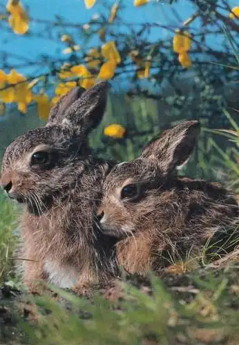 Field hares detail view