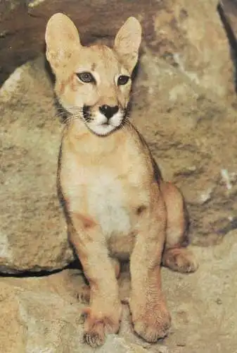 Lion cub Panthera Leo