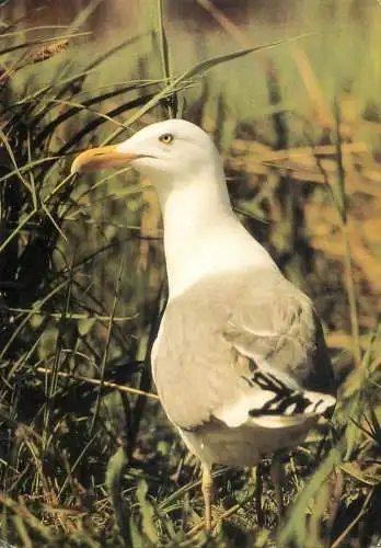 Herring gull bird image