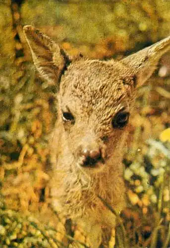 Wild animals fawn baby deer