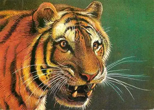 Wild animals Panthera Tigris