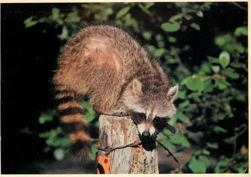 Funny animals raccoon - it's lonley at the top