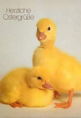Easter greetings baby ducks photo