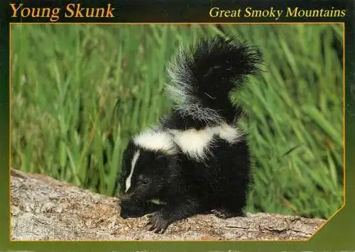 USA Great Smoky Mountains young skunk