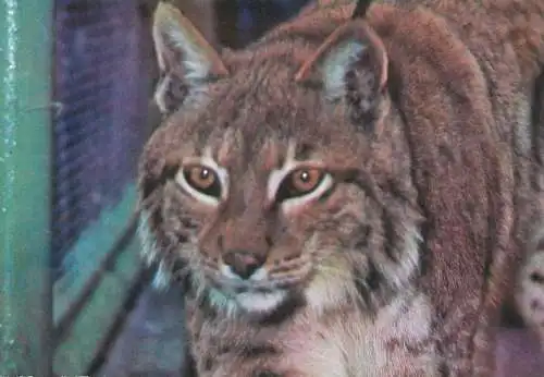 Wild animal types lynx photo