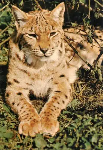Wild animal types lynx