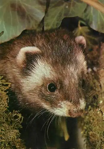 Animal types skunk photo