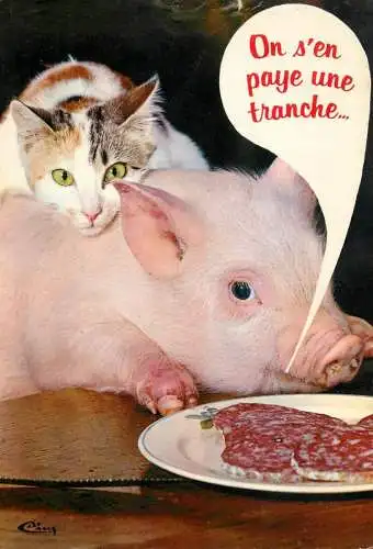 Funny animals pig & cat