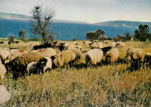 Sheep herd on mountain meadow