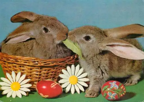 Easter greetings bunnies, painted eggs and daisies