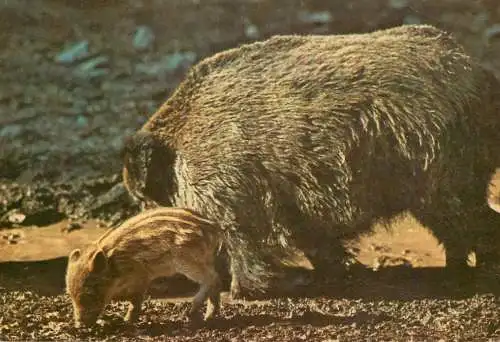 Romania Harghita Complexul Muzeal Judetean female wild boar with baby