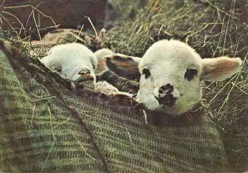 Little sheep babies lambs