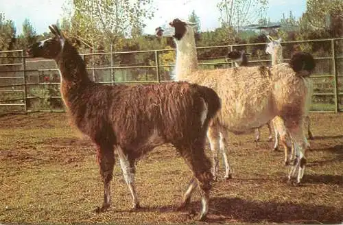 Romania Bucuresti Gradina Zoologica Lama (Lama Glama)