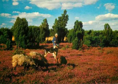Luneburger Heide shepherd with sheep and dog