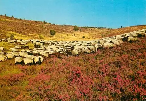 Luneburger Heide sheep herd