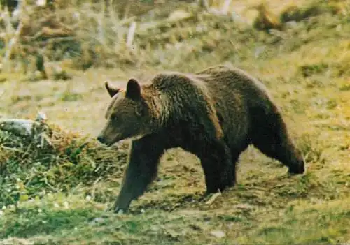 Romania Sibiu Muzeul de Istorie Naturala Ursus arctos - urs brun