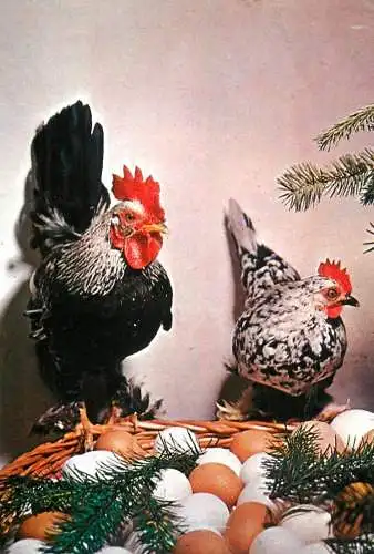 Rooster & hen watching eggs