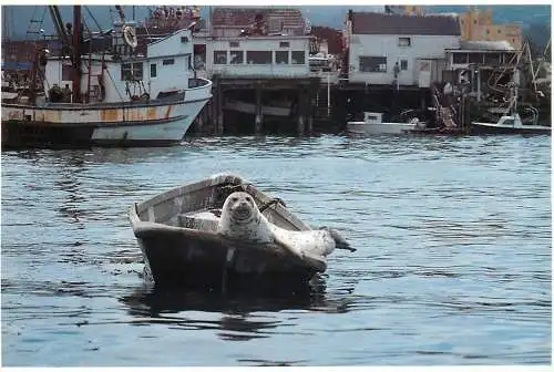 USA California seal relaxing in boat funny image