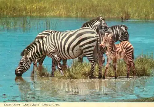 African wildlife Grant's zebra