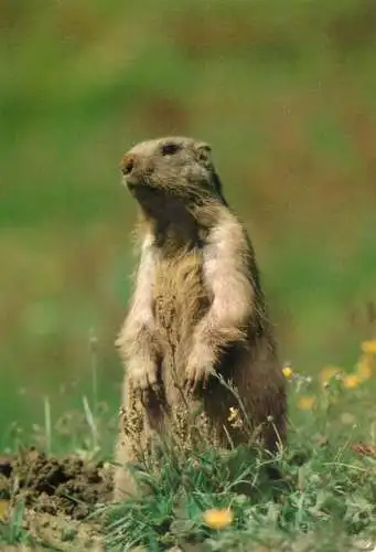 Marmot picture