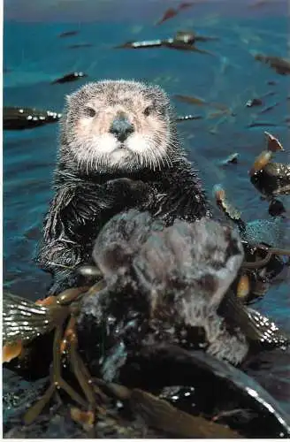 USA California Sea Otter
