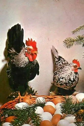 Hen & rooster guarding eggs