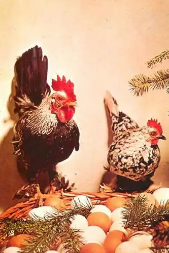 Rooster & hen guarding eggs
