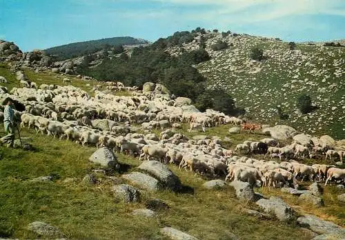 Paturage en montagne troupeau de moutons