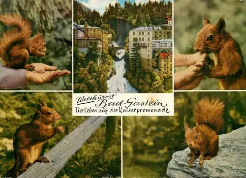 Squirrel animal types and scenes Austria Bad Gastein multi view