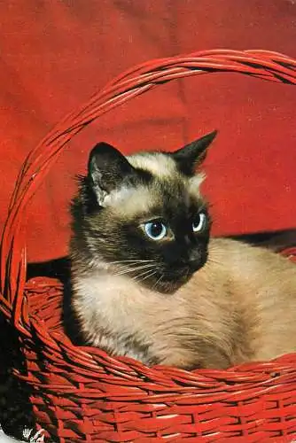 Burmese cat in basket