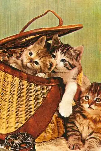 cute little kittens basket