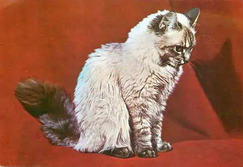 Cat photo
