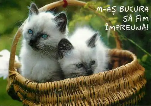 Blue-eyed kittens in basket