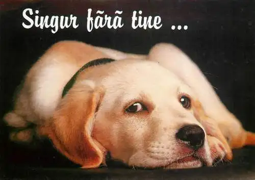 Labrador retriever sad dog eyes