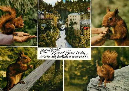 Austria Bad Gastein multi view squirrel animal types and scenes