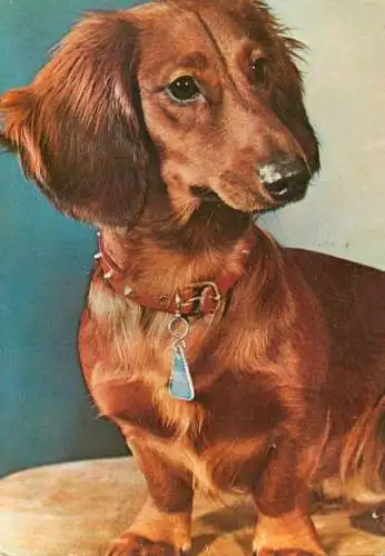 Teckel dog breed photo