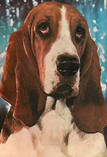 Basset hound dog breed photo