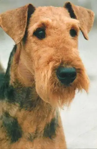 Airedale Terrier dog breed photo