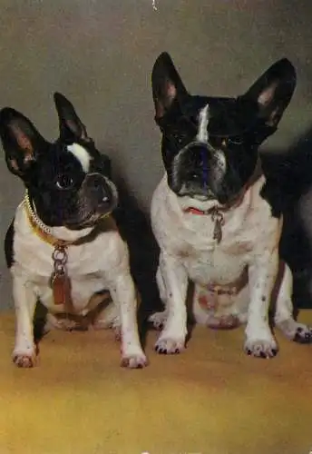 French bulldogs dog breed photo