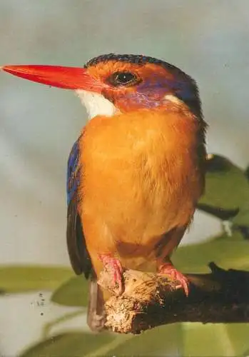African pygmy kingfisher bird type photo