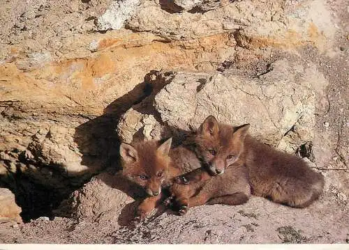 young foxes photo