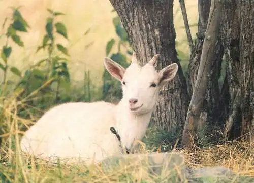 goat photo